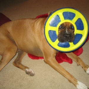 This is how I carry the frisby