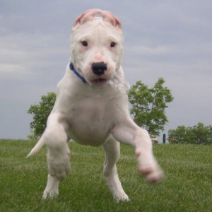 Clyde the Dogo Argentina