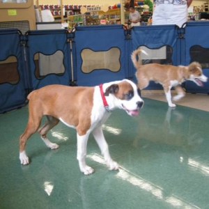 puppy kindergarten