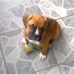 Bauer