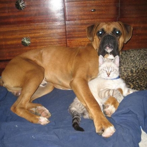 Mac & Kitten Friend