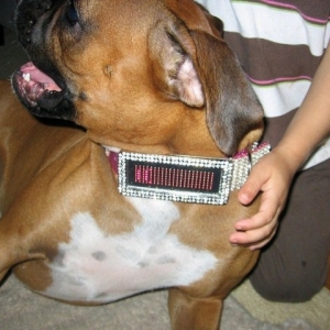 Rhys' new collar!
