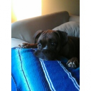 Puppy look