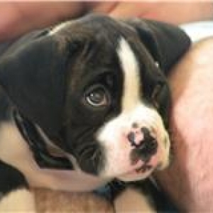 Tyson