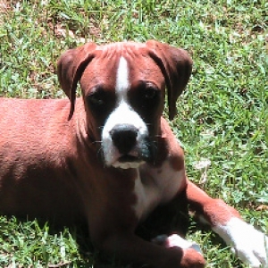 Buddy at 4 months