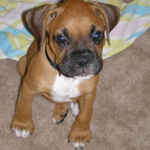 Baby Boston