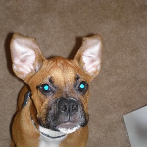 ears
