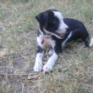 Oreo