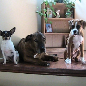 Buddy and his brothers