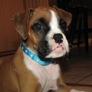 Presley