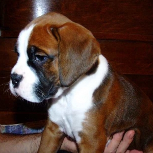 Our_Boxer