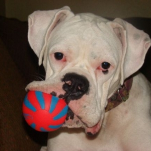 Luke playing with squeeky ball