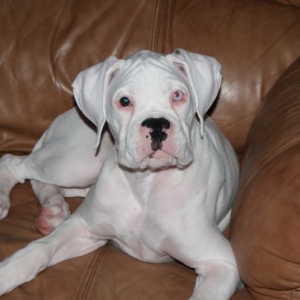 Bodie @ 16 weeks