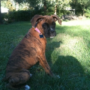 Mira, 15 weeks