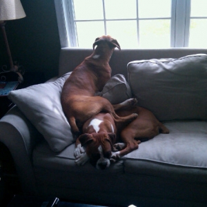 caesar and looshus