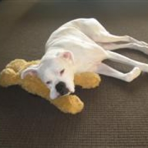 Picture_163_WinCE_