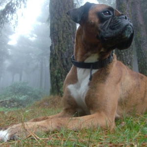Forrest Rest