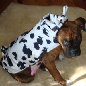 Halloween 2010