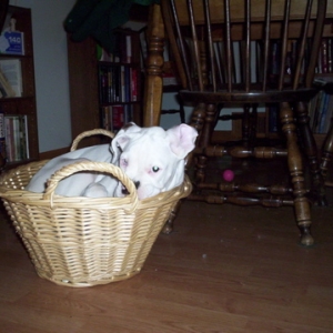 Basket