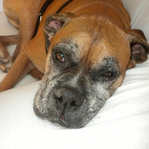SleepyMak