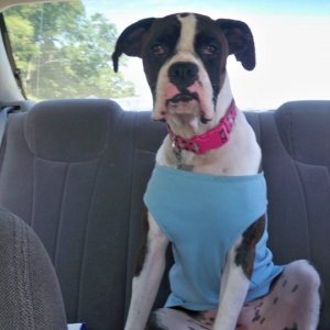 Her New Shirt