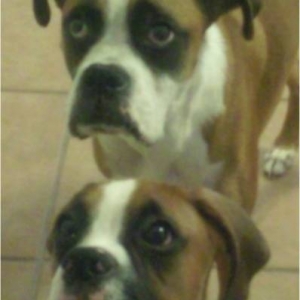 Buddy and Tank