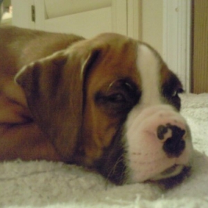 Baby Tank