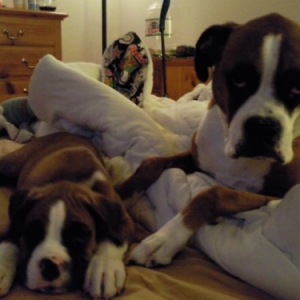 Buddy and Tank