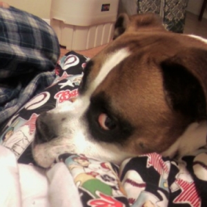 Buddy