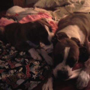 Buddy and Tank