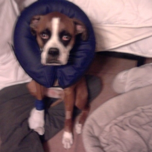 Buddy