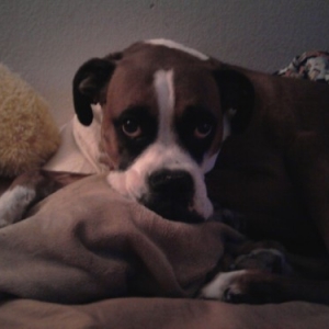 Buddy