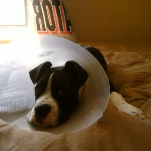 jakecone