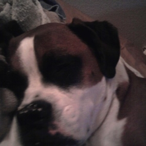 Buddy
