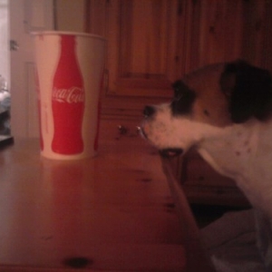 Buddy