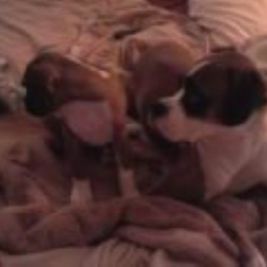 Buddy and Tank