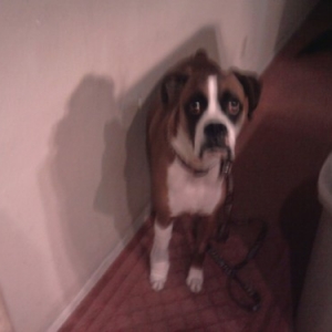 Buddy