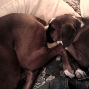 Buddy and Tank