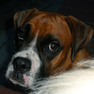 Puppy eyes