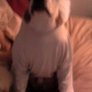 Buddy