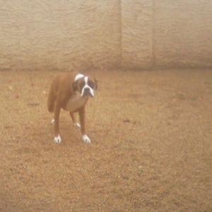 Buddy peeing in the rain