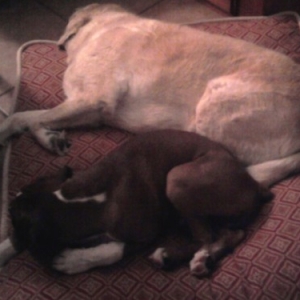 Tank and Maddie