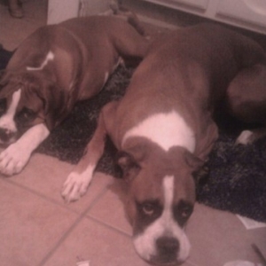 Buddy and Tank