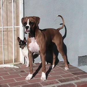 Buddy at 7 1/2 months with Spike