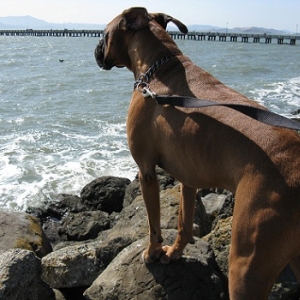 Rocky enjoying the view of the Berkeley pier