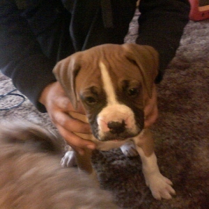 rocky as a pup