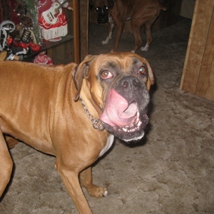Rocky and Tyson Looking For The Cat