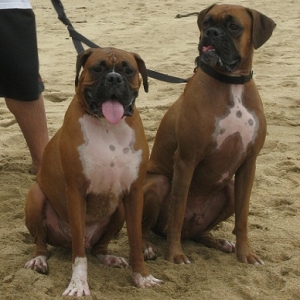Rocky and Tyson on the Beach