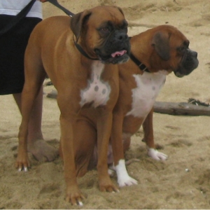 Forget Bay Watch... Boxer Watch