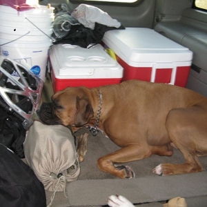 Rocky taking a nap on the way to go fishing...